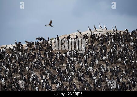 Le shag (Phalacrocorax atriceps) s'élève au-dessus d'une colonie de manchots royaux (Aptenodytes patagonicus) sur les rochers du canal Beagle, près d'Ushuaia, en Argentine Banque D'Images