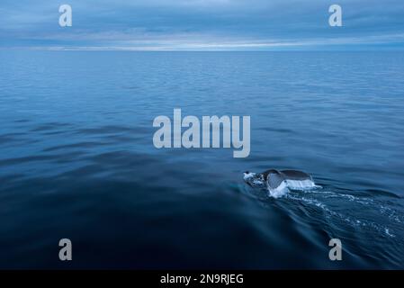 Baleine à bosse (Megaptera novaeangliae) survivant dans le vaste océan de l'Antarctique, sur le côté ouest de la péninsule antarctique. ; Antarctique Banque D'Images