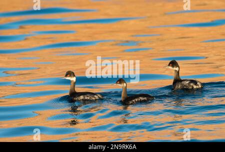 Trois grèbes à cou noir (Podiceps nigricollis) nageant au coucher du soleil à Ensenada Grande ; basse Californie, Mexique Banque D'Images