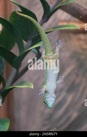 madagascar gecko sur une fenêtre en verre Banque D'Images