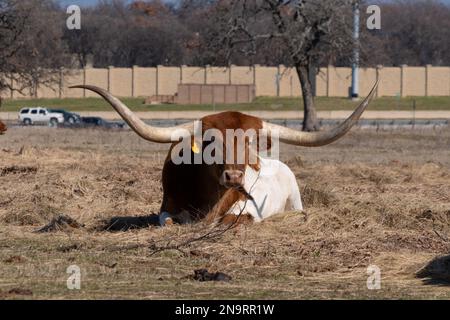 Une vache longue orne orange et blanche avec de longues cornes incurvées se détendant dans un lit de foin dans un pâturage de ranch tandis que les voitures se conduisent sur une route en arrière-plan. Banque D'Images