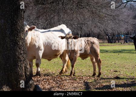 Un joli veau brun charolais et sa mère de couleur crème debout près d'un arbre dans un pâturage herbacé et ranch le matin ensoleillé. Banque D'Images