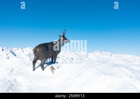 Sculpture de chèvre sur Wurmkogl par le restaurant Top Mountain Star, Hochgurgl, Gurgl, Autriche Banque D'Images