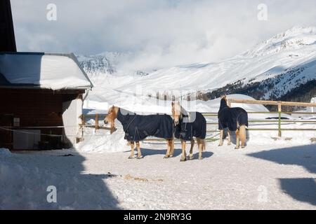 Chevaux haflinger tyroliens à Obergurgl, Autriche Banque D'Images