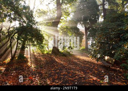 Lumière du soleil à travers le brouillard et les arbres au lever du soleil dans Crystal Springs Rhododendron Garden ; Portland, Oregon, États-Unis d'Amérique Banque D'Images