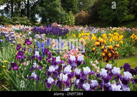 Beaux iris en fleurs et autres fleurs dans un jardin à Schreiner's Iris Gardens dans la vallée de Willamette, Oregon, États-Unis Banque D'Images