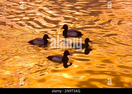 Gros plan de quatre canards des bois (Aix sponsa) dans un étang au coucher du soleil avec la lumière du soleil dorée réfléchie sur la surface ; Portland, Oregon, États-Unis d'Amérique Banque D'Images