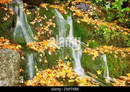De l'eau coule dans un paysage mousseline avec des feuilles tombées aux couleurs automnales au Crystal Springs Rhododendron Garden Banque D'Images