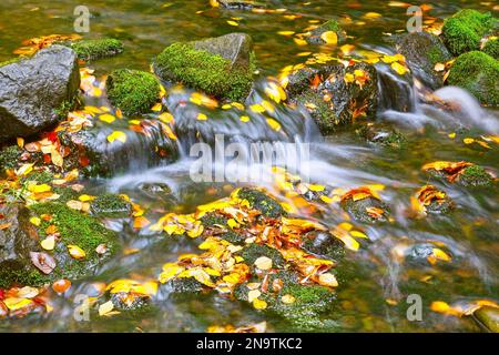 Un ruisseau doux qui coule à travers Crystal Springs Rhododendron Garden avec des feuilles tombées de couleur automne flottant dans l'eau Banque D'Images
