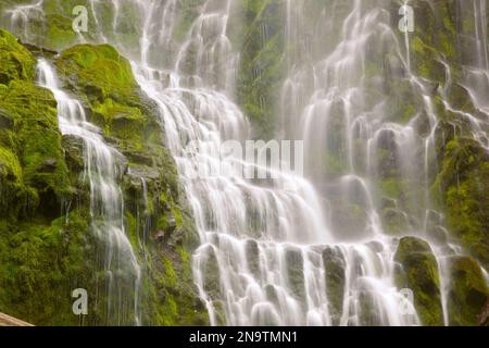 Belles chutes Proxy en cascade dans la forêt nationale de Willamette ; Oregon, États-Unis d'Amérique Banque D'Images