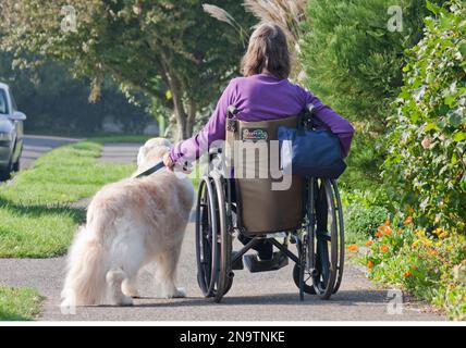 Femme handicapée en fauteuil roulant avec son golden retriever dog Banque D'Images