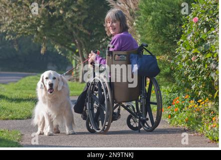 Femme handicapée en fauteuil roulant avec son golden retriever dog Banque D'Images