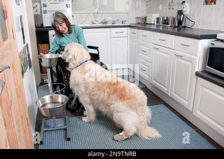 Femme handicapée en fauteuil roulant de préparer des aliments pour son chien Banque D'Images