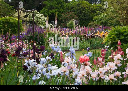 Variété de fleurs de jardin en fleurs dans un tableau coloré dans un jardin dans la vallée de Willamette ; Salem, Oregon, États-Unis d'Amérique Banque D'Images