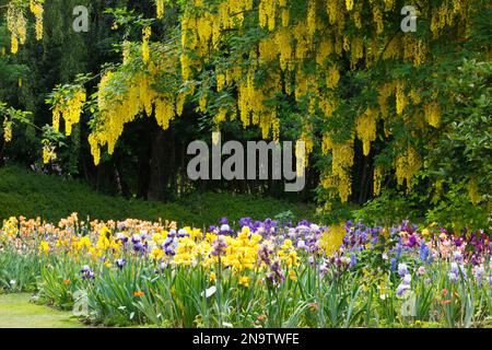 Iris coloré fleurs en fleurs dans un jardin dans la vallée de Willamette ; Salem, Oregon, États-Unis d'Amérique Banque D'Images