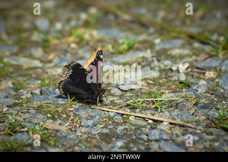 Papillon antiopa de Nymphalis connu sous le nom de manteau de deuil Banque D'Images