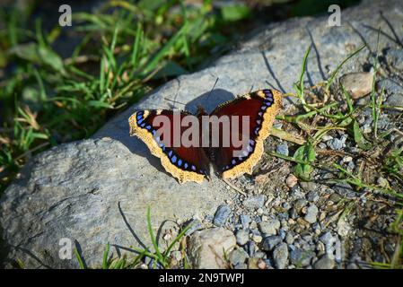 Papillon antiopa de Nymphalis connu sous le nom de manteau de deuil Banque D'Images