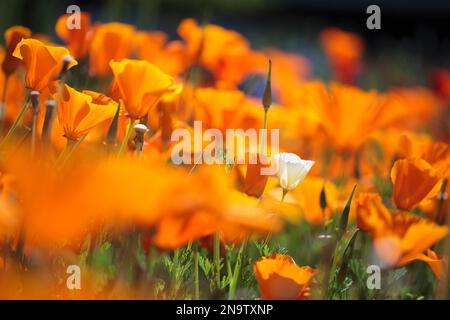 Gros plan de fleurs sauvages en fleurs blanches et oranges dans la Columbia River gorge National Scenic Area ; Oregon, États-Unis d'Amérique Banque D'Images