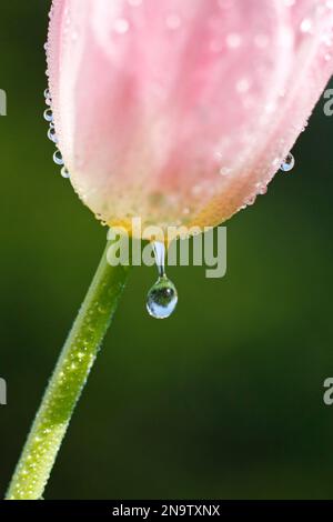 Goutte d'eau tombant d'une tulipe rose, gros plan extrême ; Oregon, États-Unis d'Amérique Banque D'Images