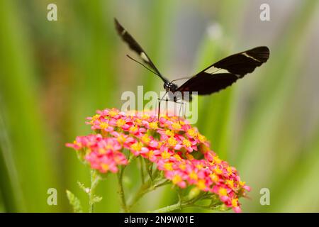 Gros plan d'un papillon reposant sur un groupe de petites fleurs colorées ; Oregon, États-Unis d'Amérique Banque D'Images