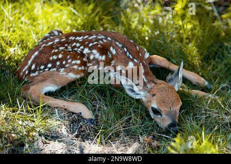 Concept animaux de la nature. Bébé chevreuil caperole. Nouveau-né Deers bambi et animaux sauvages de printemps concept. Fauve au repos. Banque D'Images