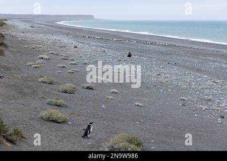 Manchots magellaniques à la plage de Cabo Virgenes au kilomètre 0 des Ruta40 célèbres dans le sud de l'Argentine, Patagonie, Amérique du Sud Banque D'Images