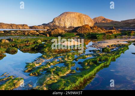 Mares de marée et algues le long de la plage du site de loisirs Seal Rock State Recreation site sur la côte de l'Oregon, États-Unis ; Oregon, États-Unis d'Amérique Banque D'Images