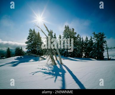 Soleil brillant sur les arbres couverts de neige sur Mount Hood, Mount Hood National Forest ; Oregon, États-Unis d'Amérique Banque D'Images