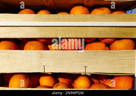 Boîtes d'oranges, utilisées pour la bataille des oranges d'Ivrea Banque D'Images
