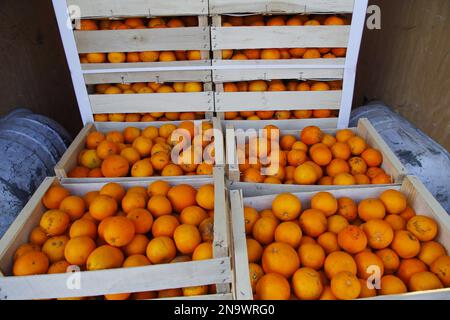 Boîtes d'oranges, utilisées pour la bataille des oranges d'Ivrea Banque D'Images