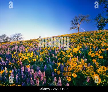 Fleurs sauvages en fleurs violettes et jaunes, balsamroot et lupins, dans un pré dans la gorge du fleuve Columbia Banque D'Images