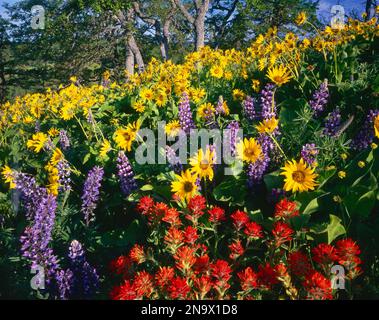 Prairie avec une variété de fleurs sauvages en fleurs ; Oregon, États-Unis d'Amérique Banque D'Images