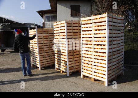 Boîtes d'oranges, utilisées pour la bataille des oranges d'Ivrea Banque D'Images