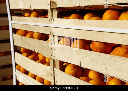 Boîtes d'oranges, utilisées pour la bataille des oranges d'Ivrea Banque D'Images