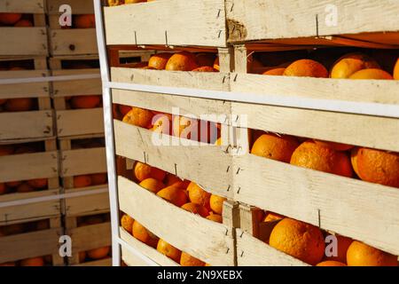 Boîtes d'oranges, utilisées pour la bataille des oranges d'Ivrea Banque D'Images