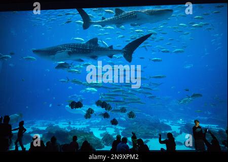 Une exposition de requins baleines et de poissons au réservoir Ocean Voyager de l'Aquarium de Géorgie ; Atlanta, Géorgie, États-Unis d'Amérique Banque D'Images