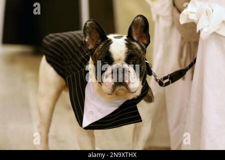 Portrait d'un bouledogue français vêtu d'un tuxedo. Chien habillé Banque D'Images