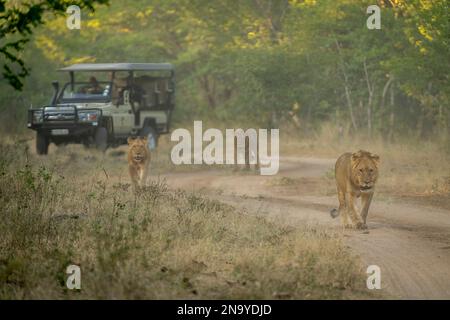 Les Lions (Panthera leo) marchent le long de la piste loin de jeep dans le parc national de Chobe ; Botswana Banque D'Images
