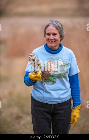 Femme manipule un hibou terrier (Athene cunicularia) ; Elmwood, Nebraska, États-Unis d'Amérique Banque D'Images