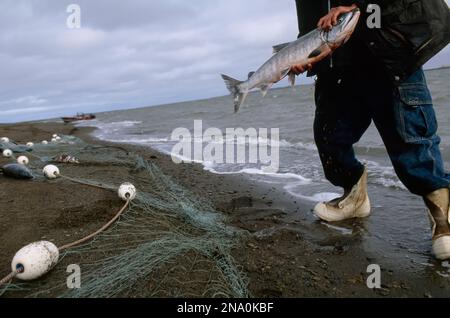 Un pêcheur transportant une carcasse de saumon au bord de l'eau et au filet de pêche ; North Slope, Alaska, États-Unis d'Amérique Banque D'Images