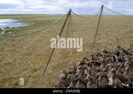 Oies à fronts blancs (Anser albifrons) derrière le filet ; North Slope, Alaska, États-Unis d'Amérique Banque D'Images