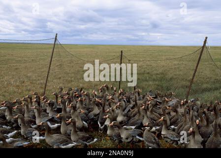 Oies à fronts blancs (Anser albifrons) derrière le filet ; North Slope, Alaska, États-Unis d'Amérique Banque D'Images