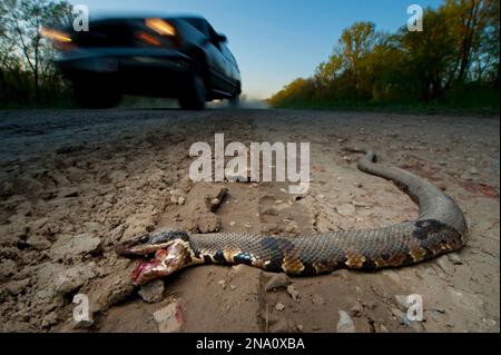 Un serpent à bouche blanche (Agkistrodon Piscivorus Leucostoma) n'a pas survécu au voyage à travers une route ; Ware, Illinois, États-Unis d'Amérique Banque D'Images