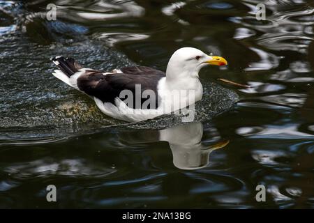 KELP Goll (Larus dominicanus) nageant dans un parc animalier de Sydney, Nouvelle-Galles du Sud, Australie (photo de Tara Chand Malhotra) Banque D'Images