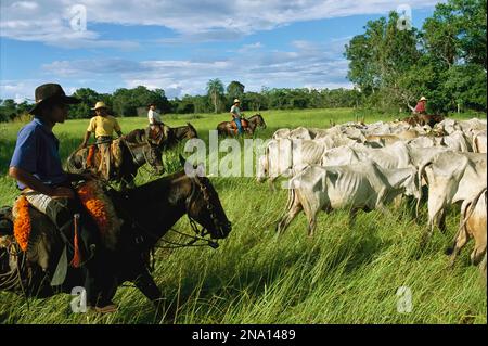 Des cow-boys à cheval rassemblent des bovins zébus émaciés ; Pantanal, Brésil Banque D'Images