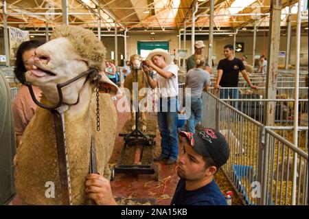 Des moutons Columbia sont soignés à la foire de l'État du Minnesota ; Saint Paul, Minnesota, États-Unis d'Amérique Banque D'Images