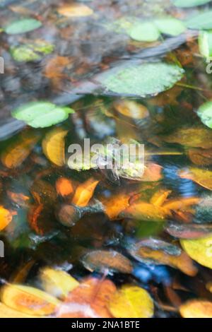 Feuilles floues flottant dans l'eau, nature composition conceptuelle, écran vertical Banque D'Images