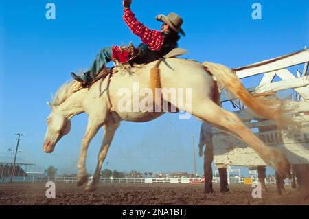 Cow-boy chevauchant un bronco ; Burwell, Nebraska, États-Unis d'Amérique Banque D'Images