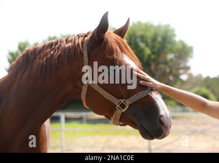 Femme pétant un cheval de châtaignier dans un enclos le jour ensoleillé. Bel animal de compagnie Banque D'Images