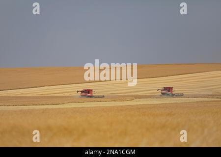 Moissonneuses-batteuses à l'œuvre sur les champs dorés des Prairies canadiennes ; Alberta, Canada Banque D'Images